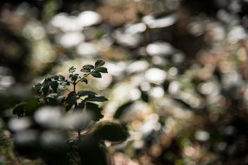 In the Wood - Free image #456685
